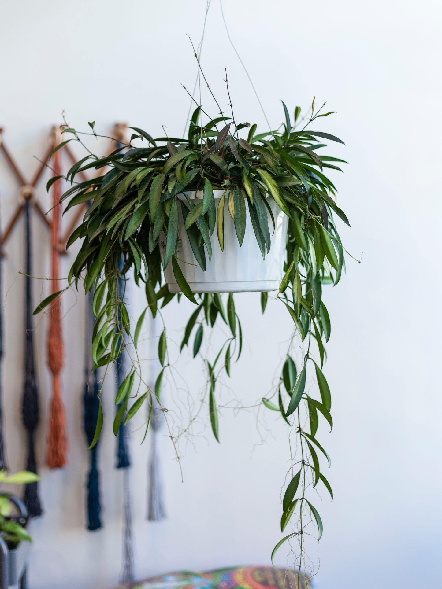 Hoya 'Wayetii' Hanging Basket 12"