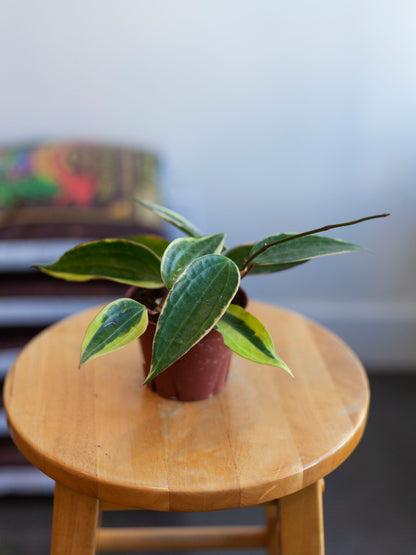 Hoya 'Macrophylla' Var. 4"