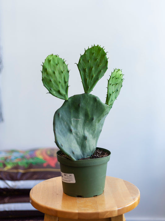 Old Mexico Prickly Pear Cactus 6"