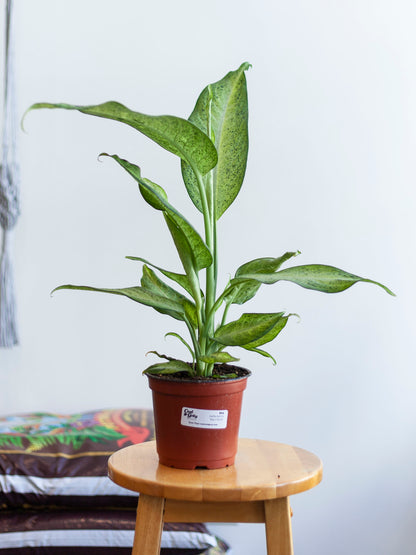 Dieffenbachia 'Maui Wowie' 6"