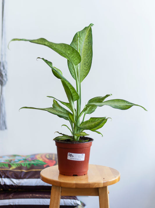 Dieffenbachia 'Maui Wowie' 6"