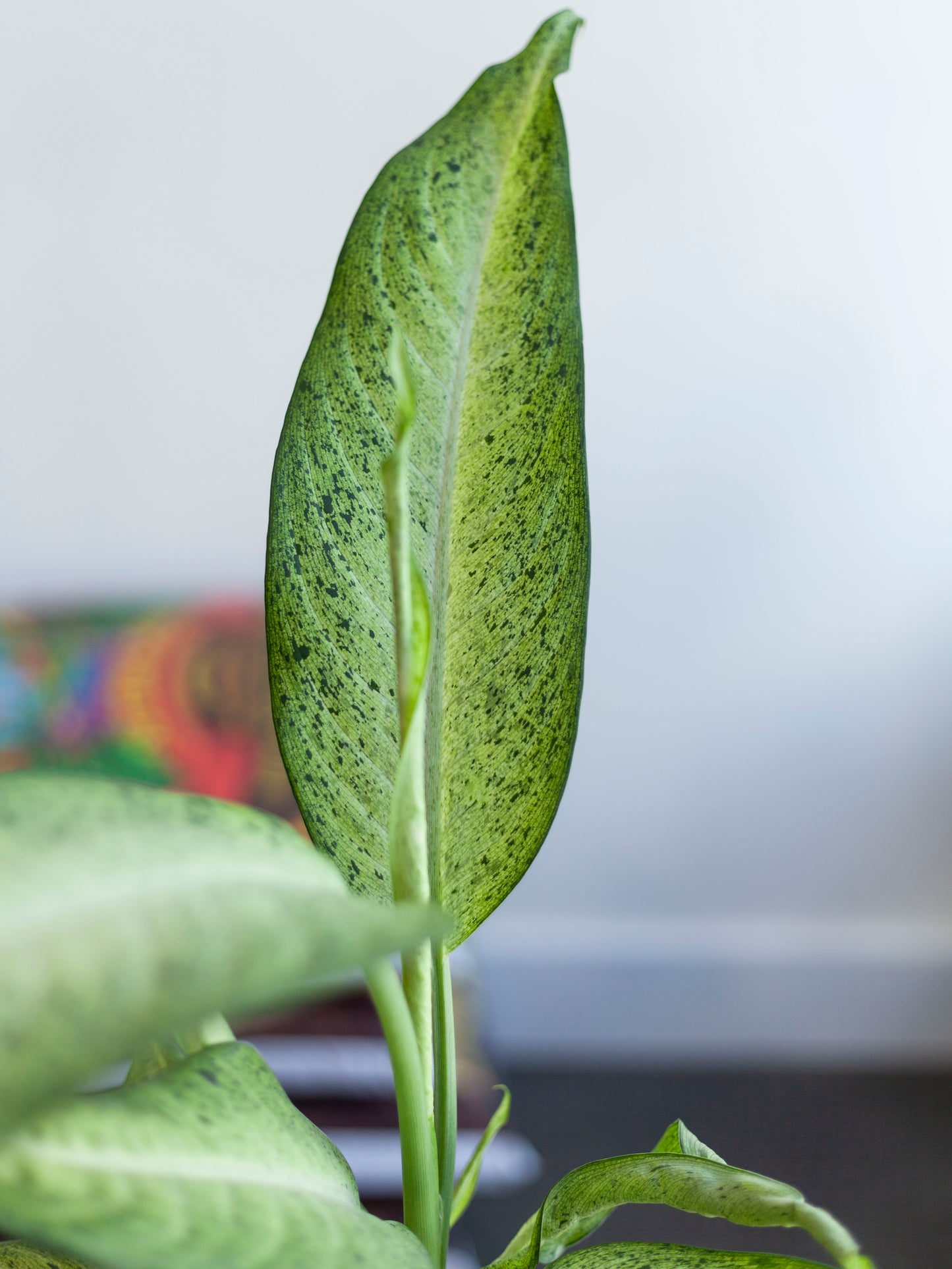 Dieffenbachia 'Maui Wowie' 6"