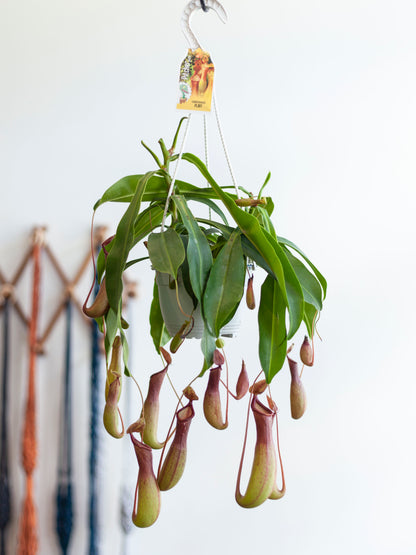 Nepenthes Pitcher Plant 'Alata' Hanging Basket 6"