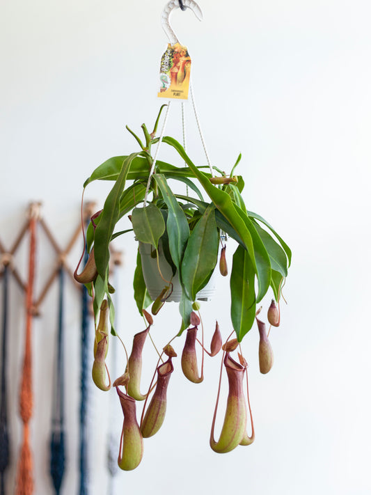 Nepenthes Pitcher Plant 'Alata' Hanging Basket 6"