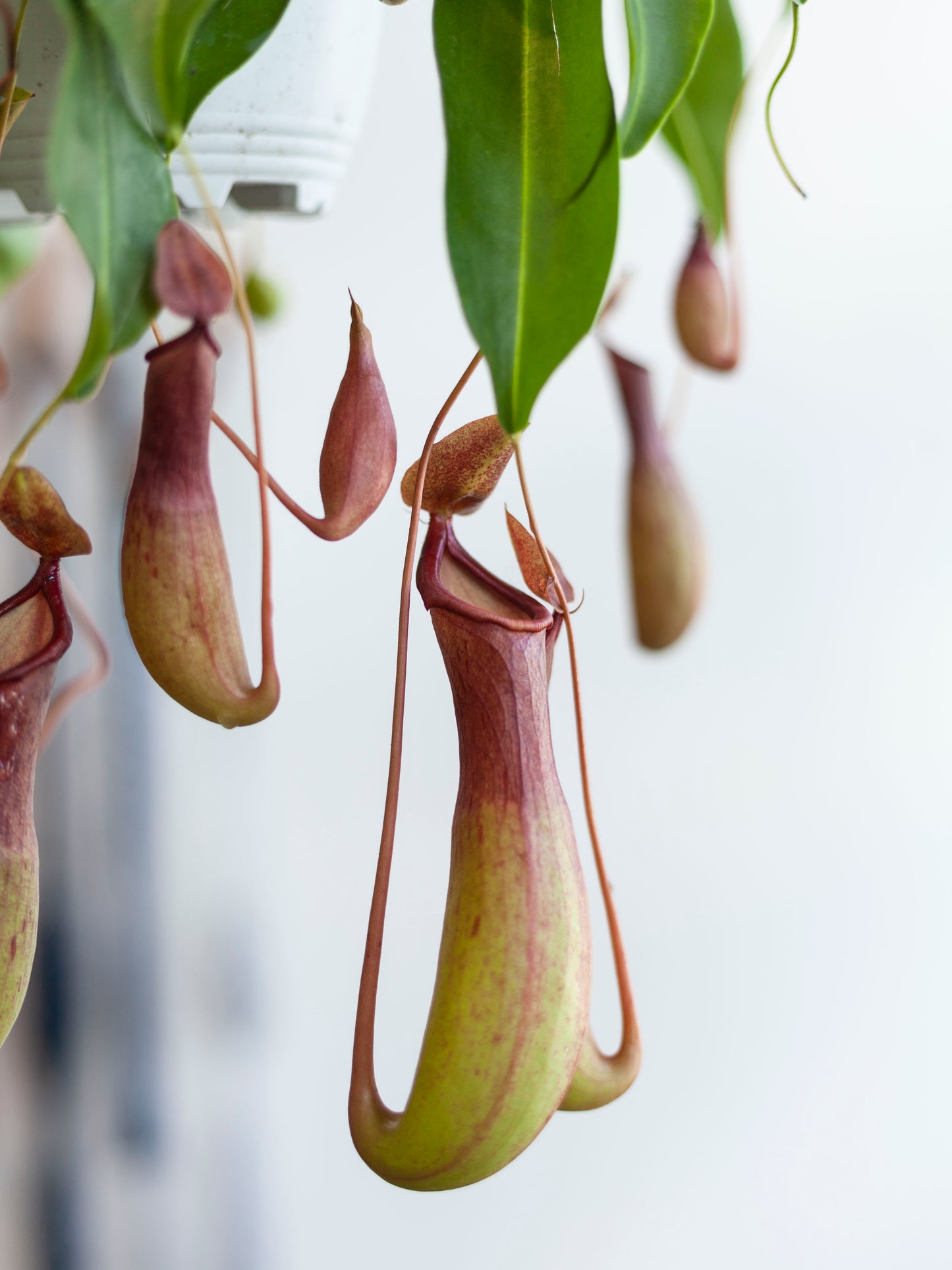 Nepenthes Pitcher Plant 'Alata' Hanging Basket 6"