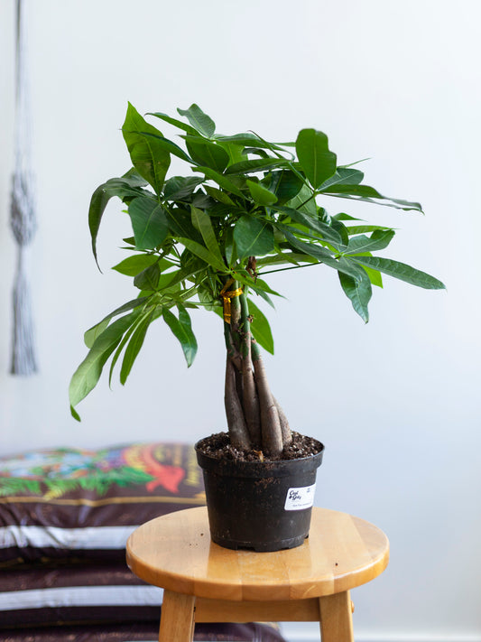 Money Tree 6"