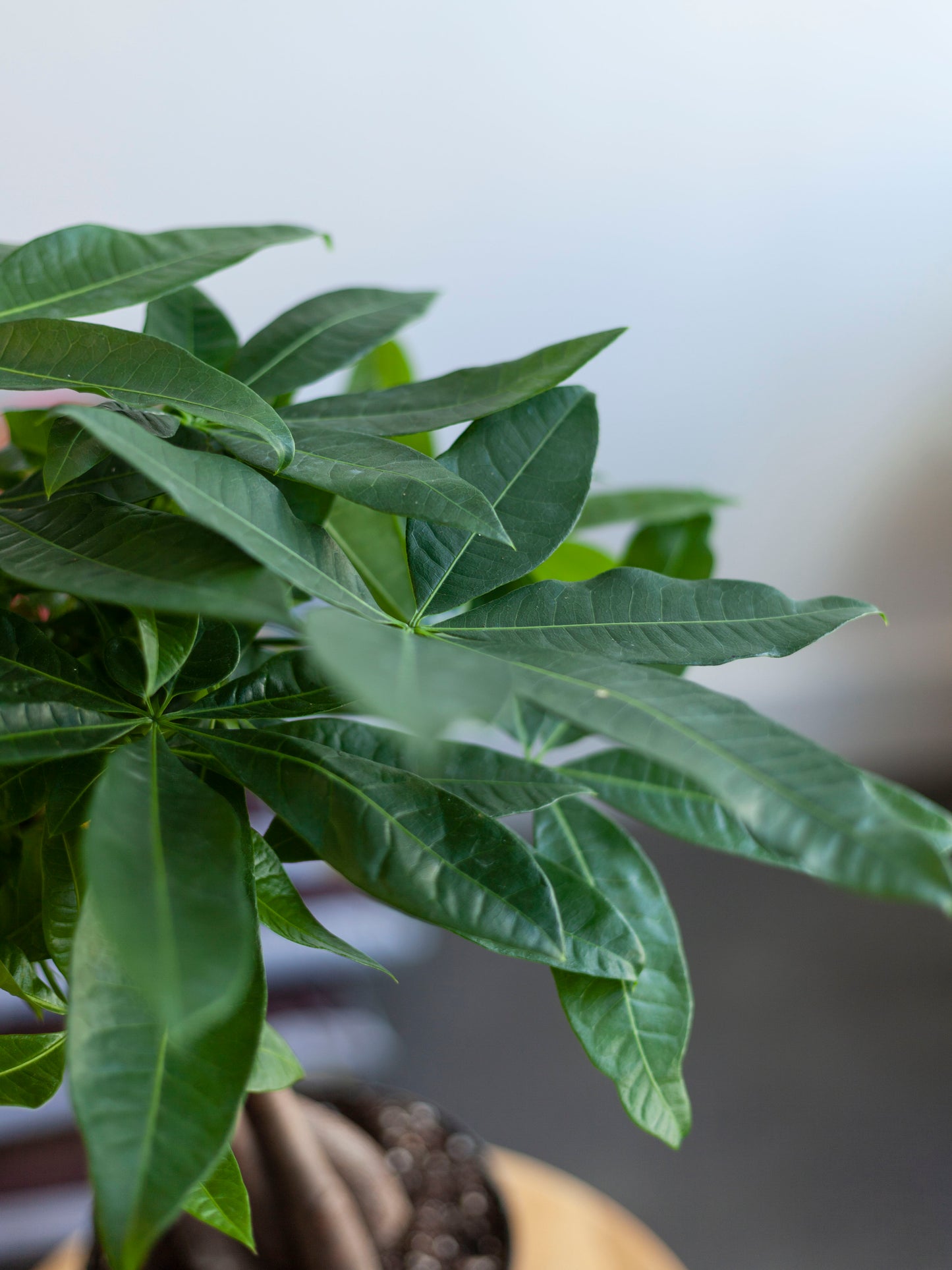 Money Tree 6"