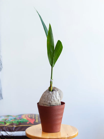Coconut Palm 6"