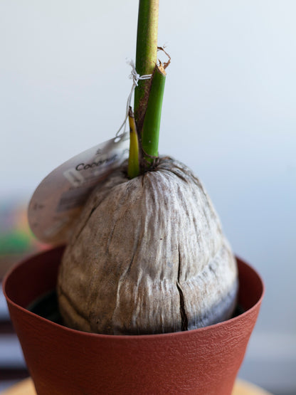 Coconut Palm 6"