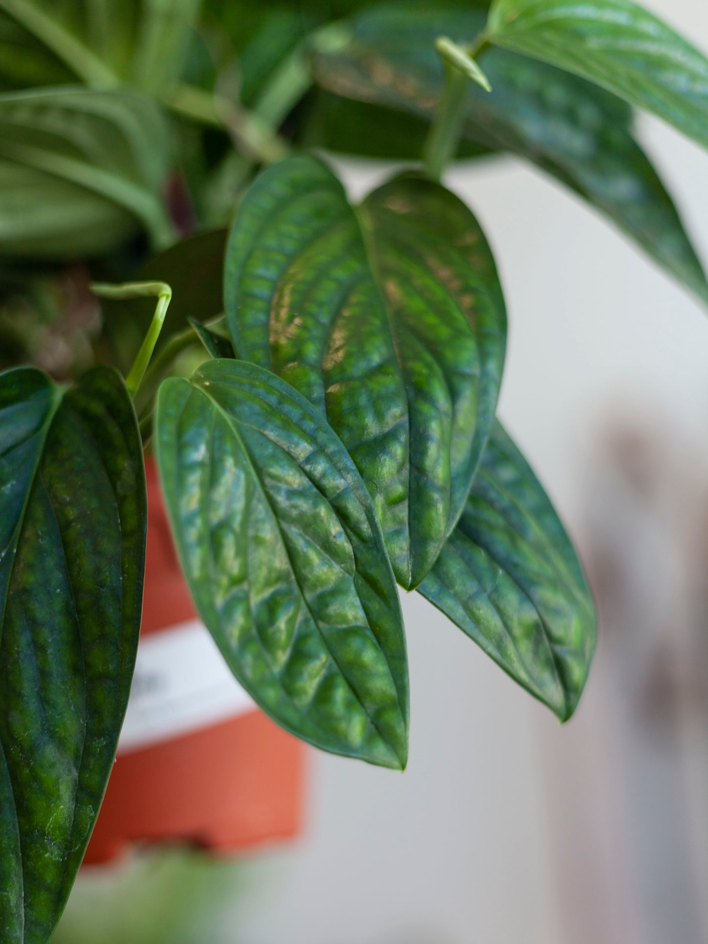 Monstera 'Peru' Hanging Basket 6"