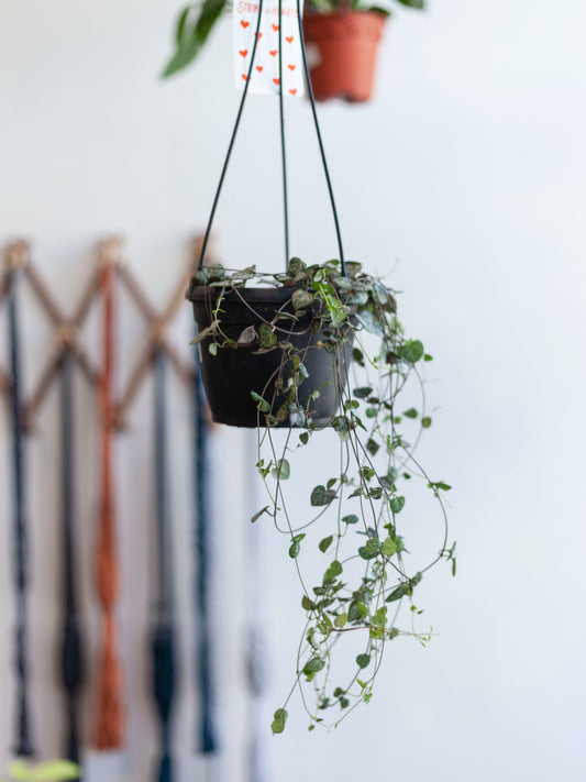 String of Hearts Hanging Basket 6"