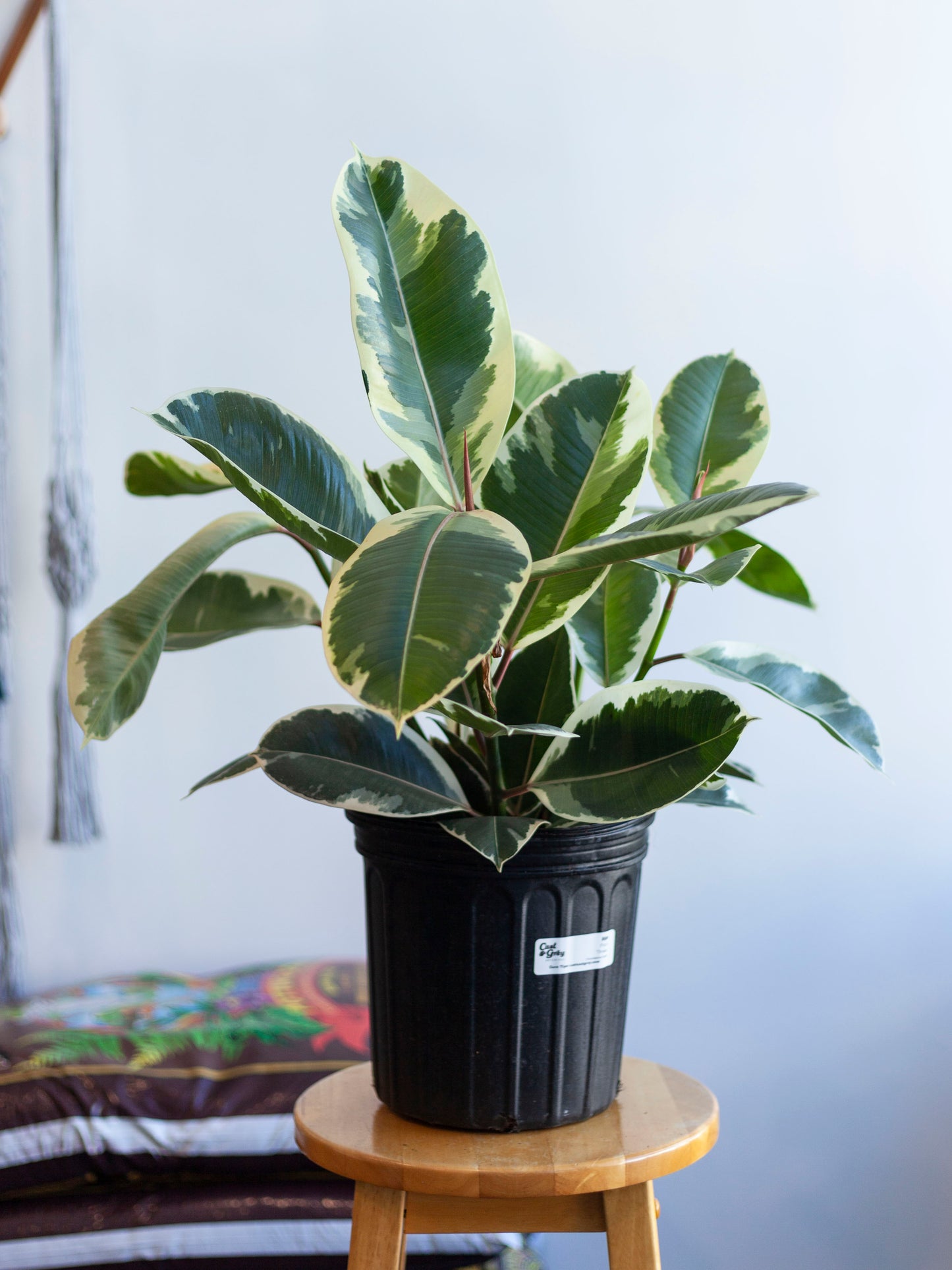 Ficus Tineke 8"