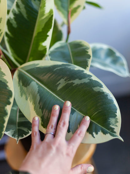 Ficus Tineke 8"