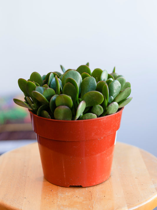 Jade Plant 6"