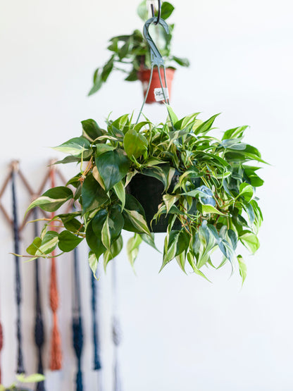 Philodendron 'Rio Silver Stripe' Hanging Basket 8"