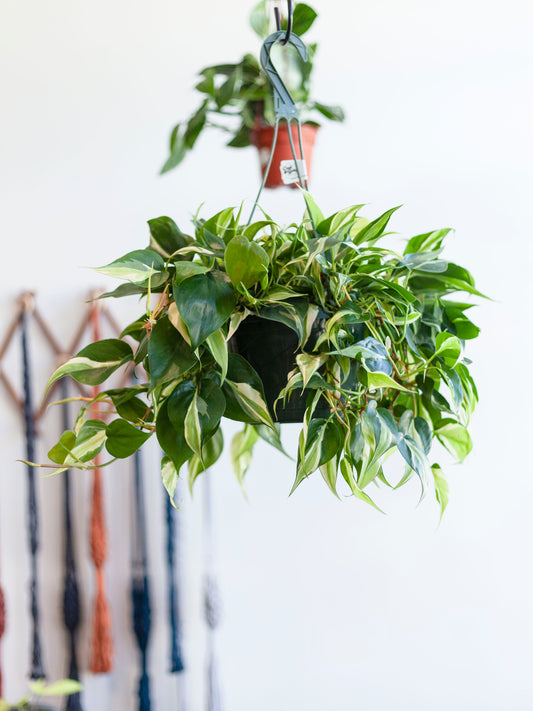 Philodendron 'Rio Silver Stripe' Hanging Basket 8"