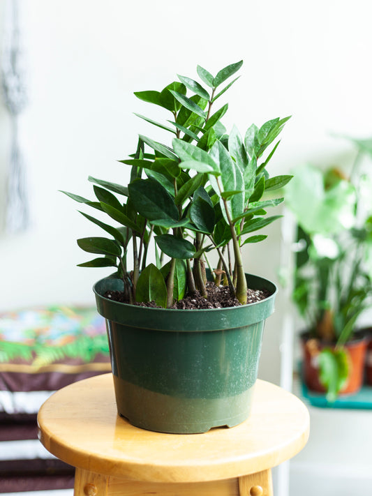 ZZ Plant 8"
