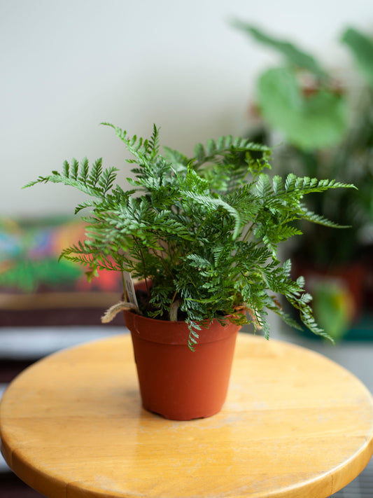 Rabbit's Foot Fern 4"