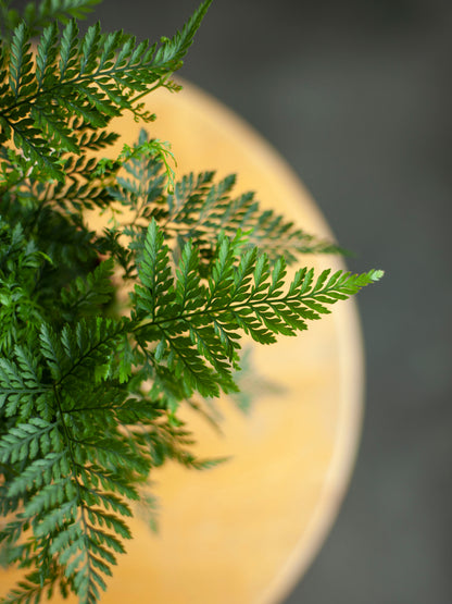 Rabbit's Foot Fern 4"