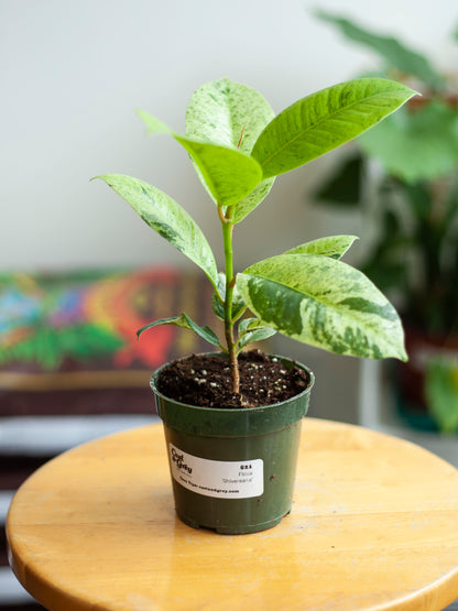 Ficus Shiveriana 'Moonshine' 4"