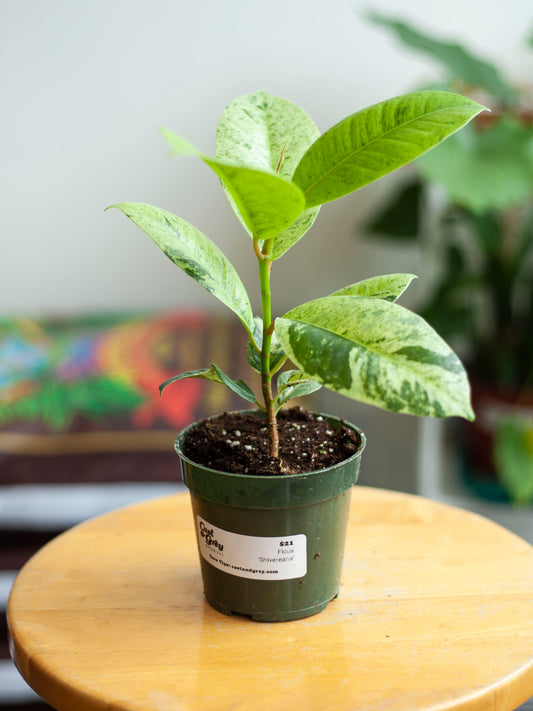 Ficus Shiveriana 'Moonshine' 4"