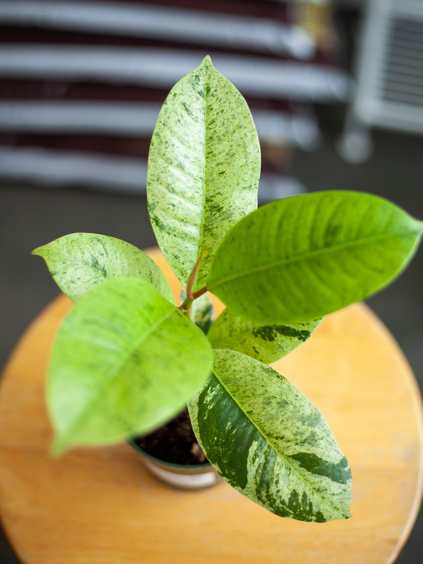 Ficus Shiveriana 'Moonshine' 4"