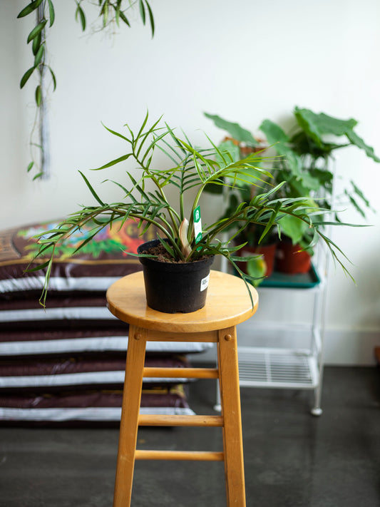 Philodendron 'Tortum' 6"