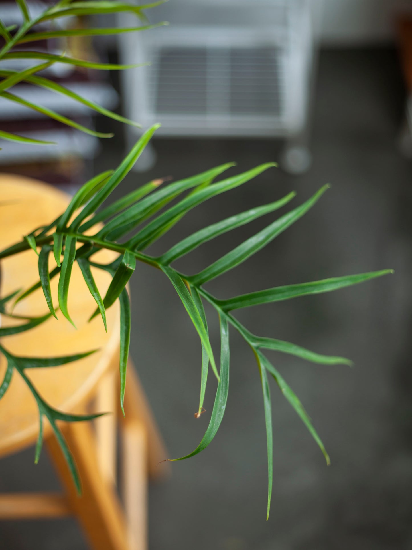 Philodendron 'Tortum' 6"