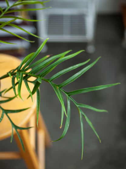 Philodendron 'Tortum' 6"