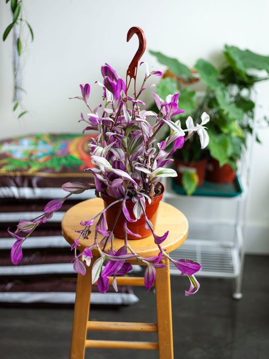 Tradescantia 'Nanouk' Hanging Basketn 6"