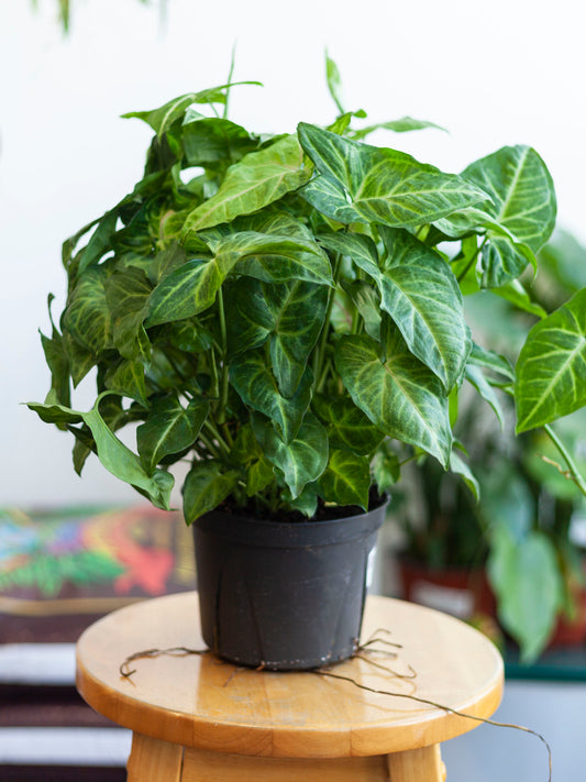 Syngonium 'Tiffany' 6"