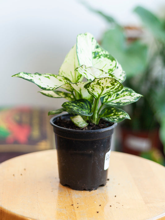 Aglaonema 'White' 4"