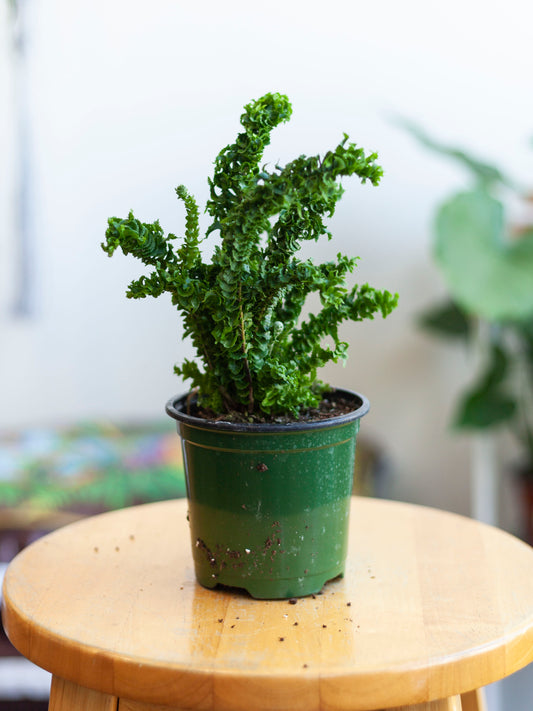 Emina Fern 4"