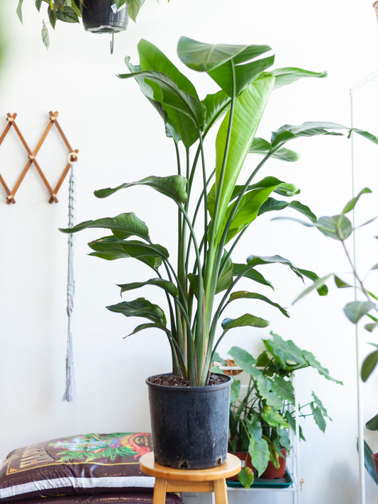 White Bird of Paradise 10"