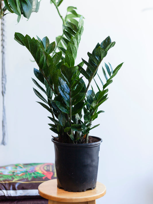 ZZ Plant 8" Large