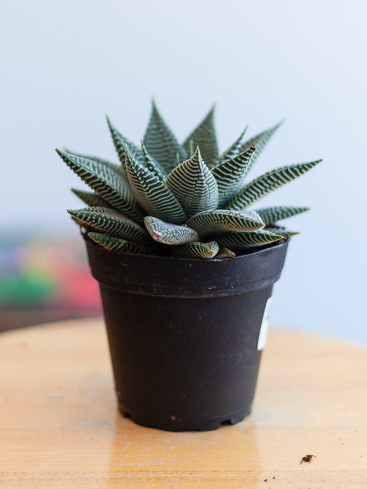 Haworthia 'Wandera Miami' 4"