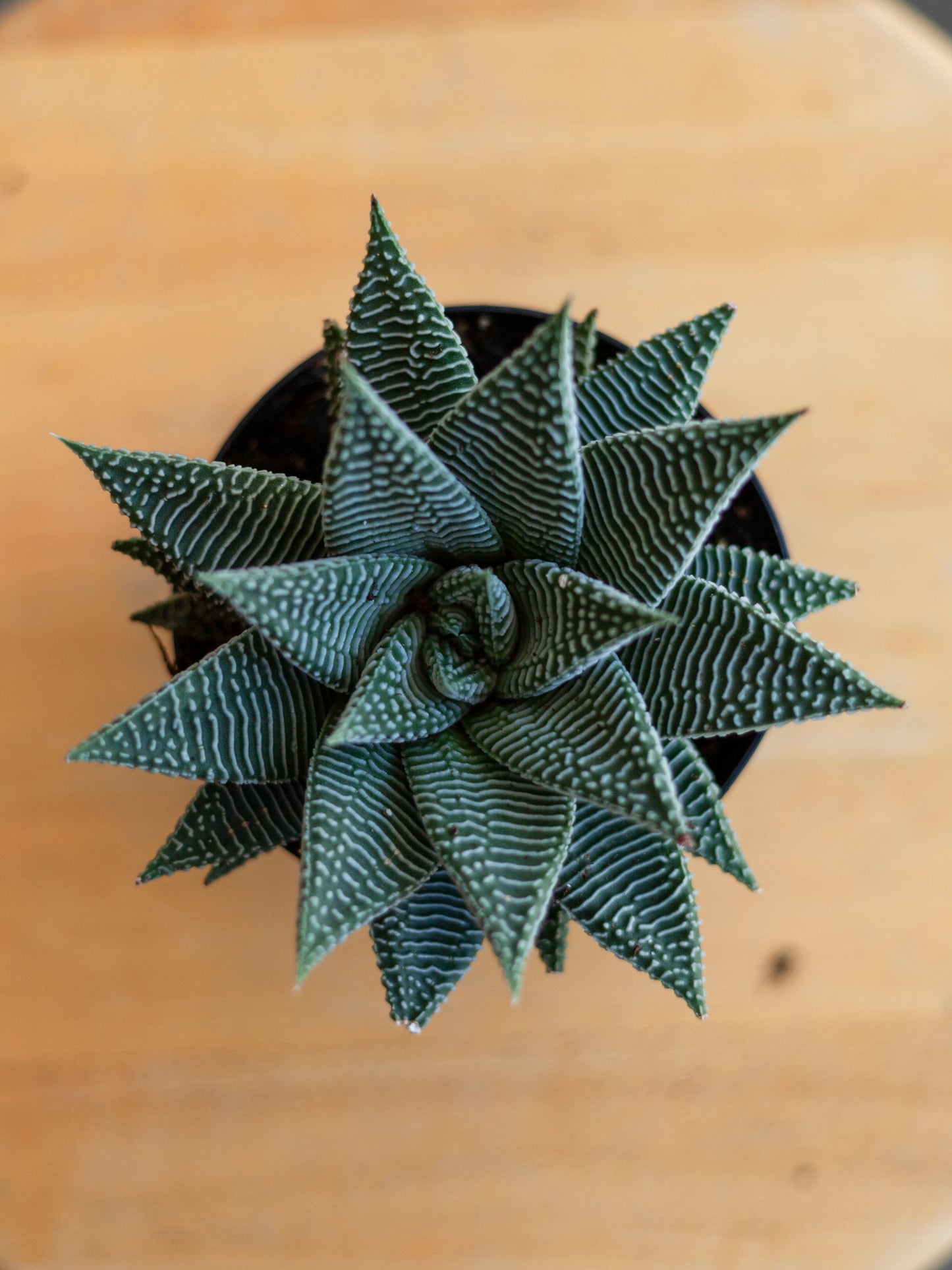 Haworthia 'Wandera Miami' 4"