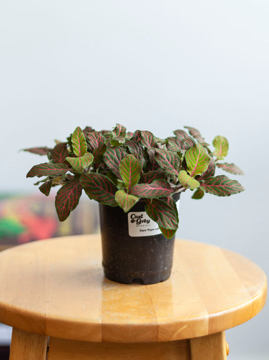 Fittonia 4"