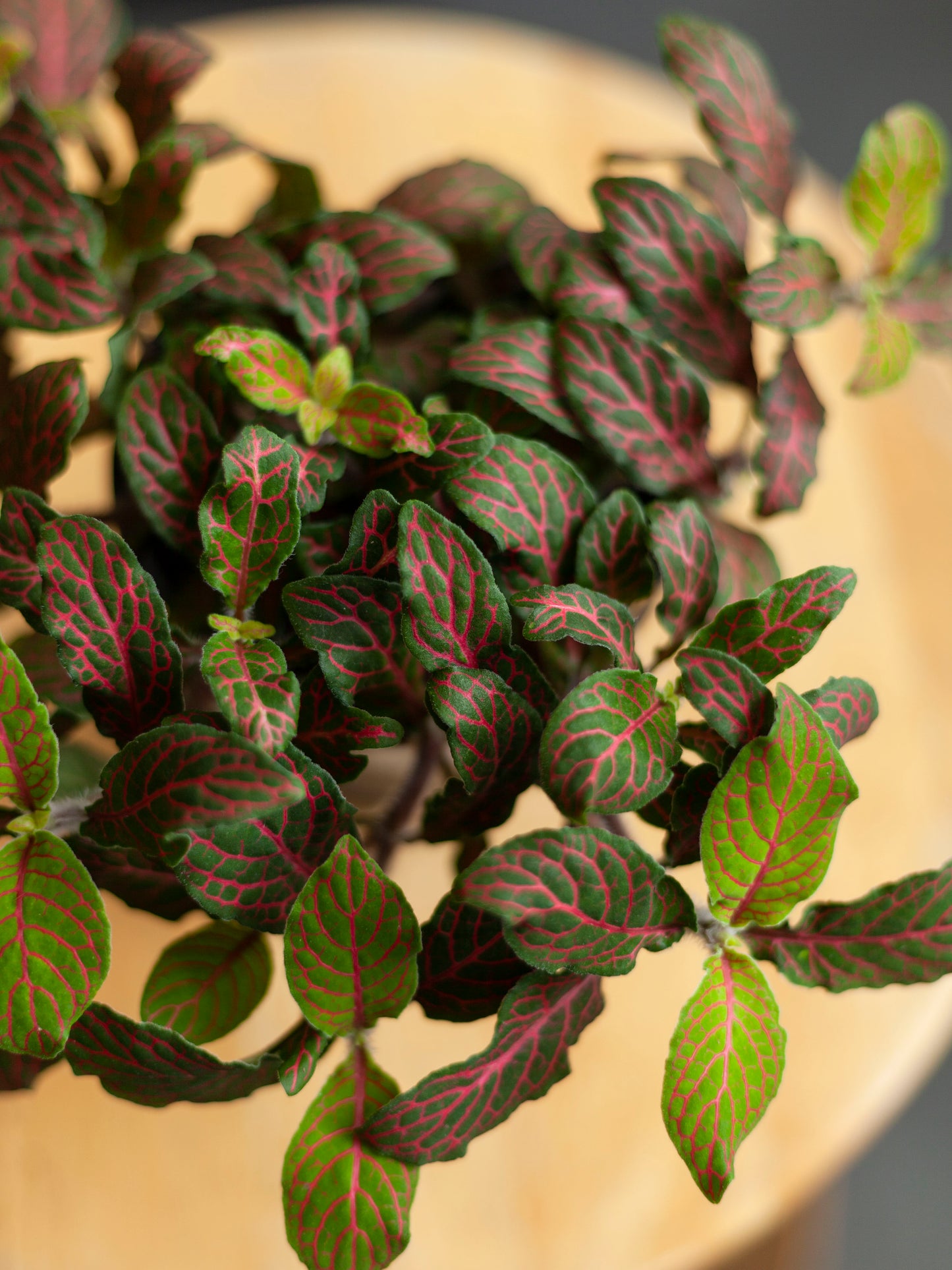Fittonia 4"