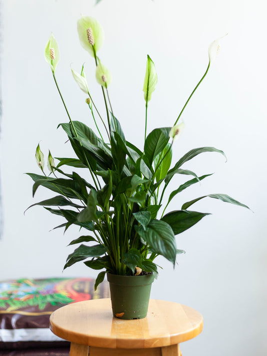Peace Lily 4"