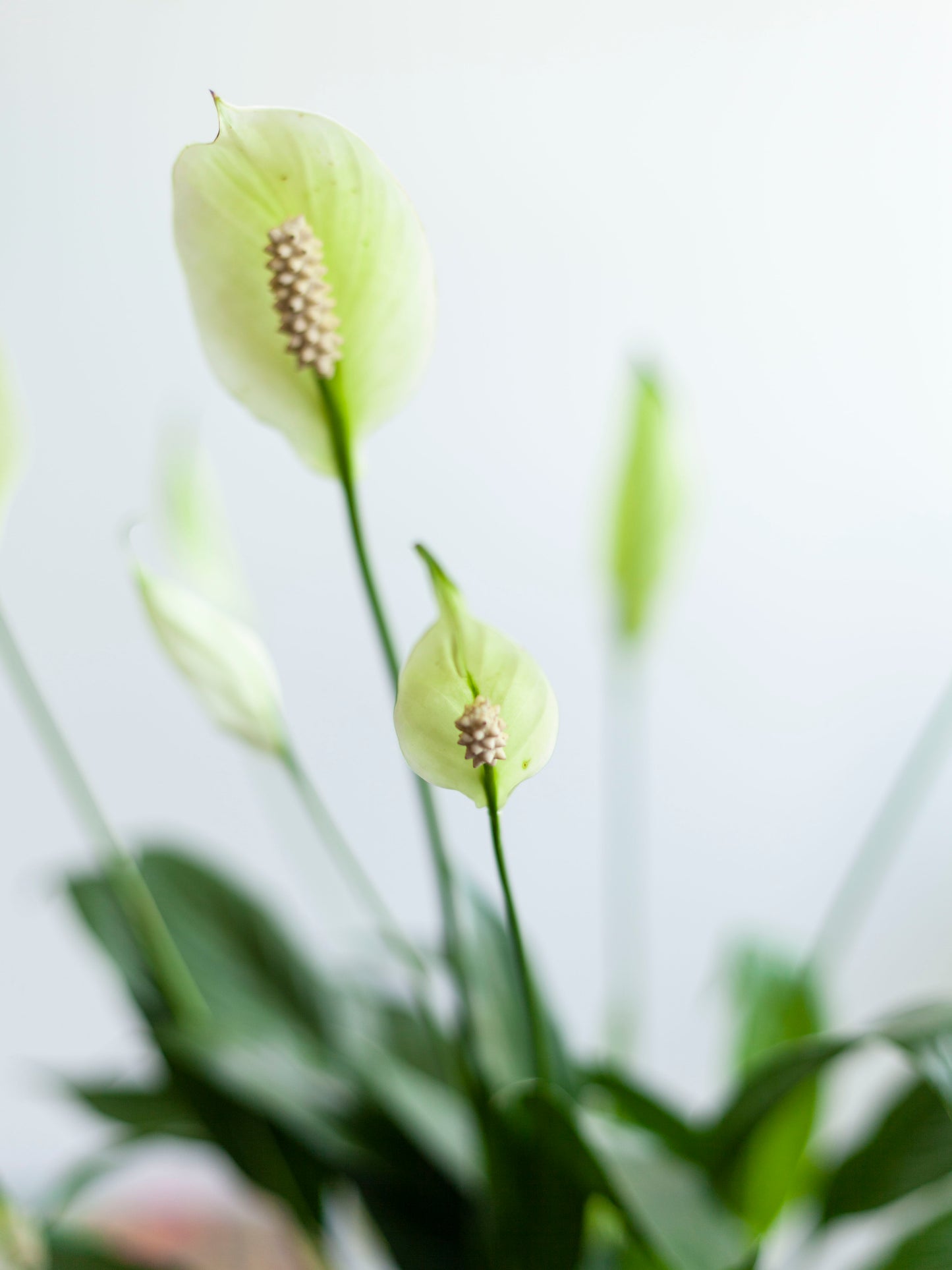 Peace Lily 4"