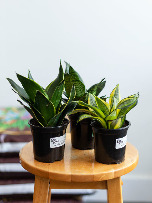 Sansevieria 'Starpower' (Assorted) 4"
