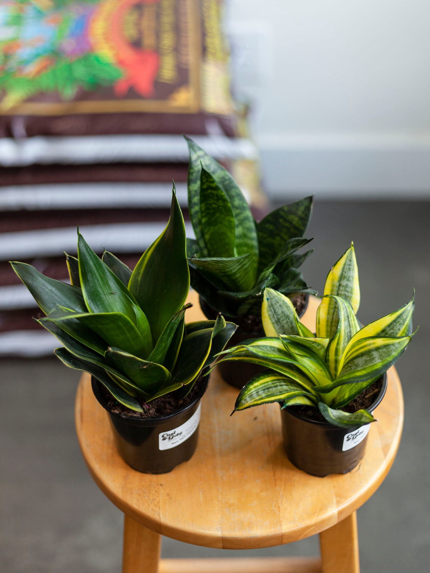 Sansevieria 'Starpower' (Assorted) 4"