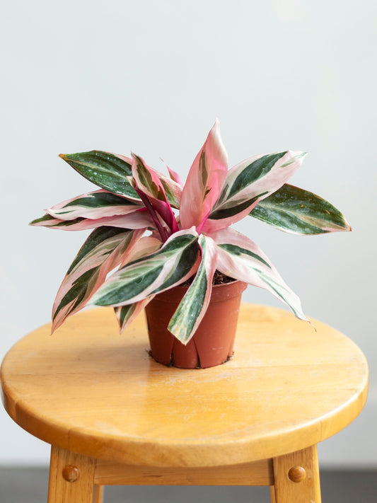 Stromanthe 'Triostar' 4"