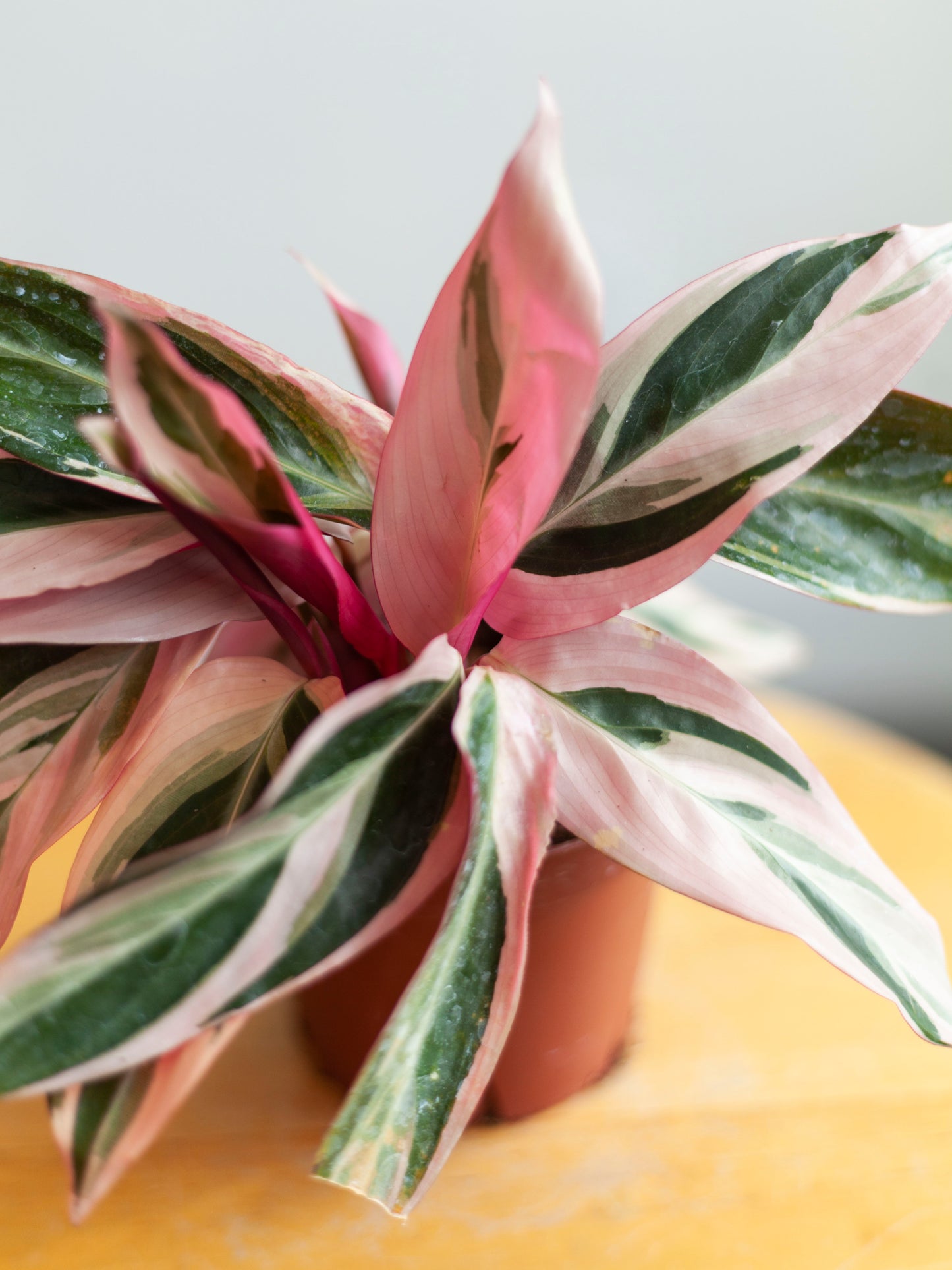 Stromanthe 'Triostar' 4"