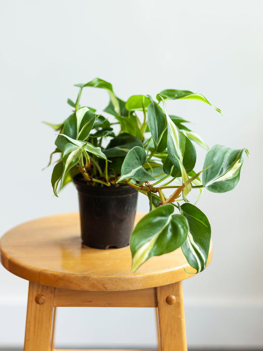 Philodendron 'Cream Splash' 4"