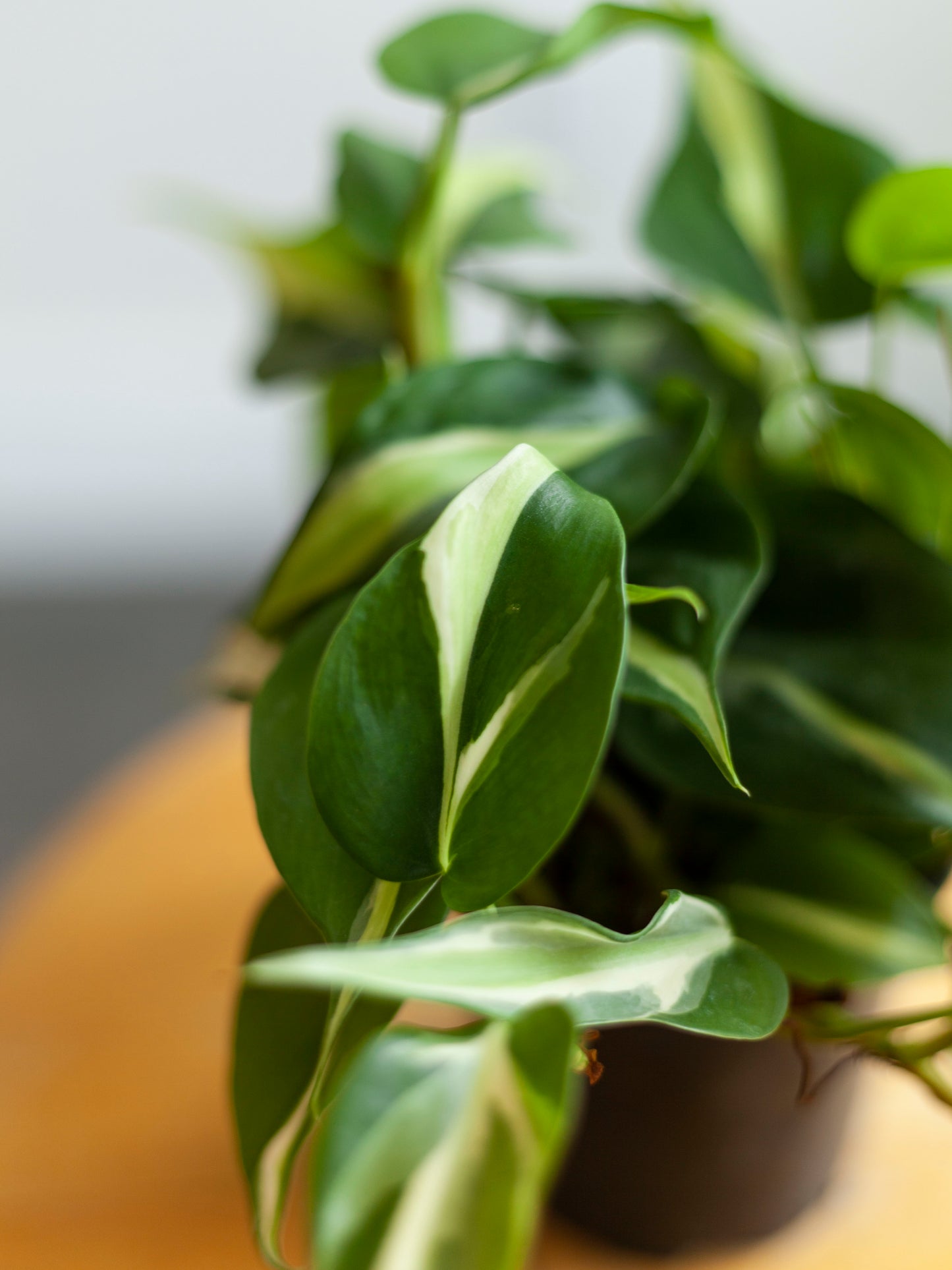 Philodendron 'Cream Splash' 4"