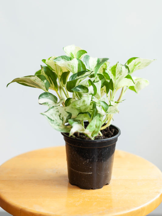 Pothos 'Manjula' 4"