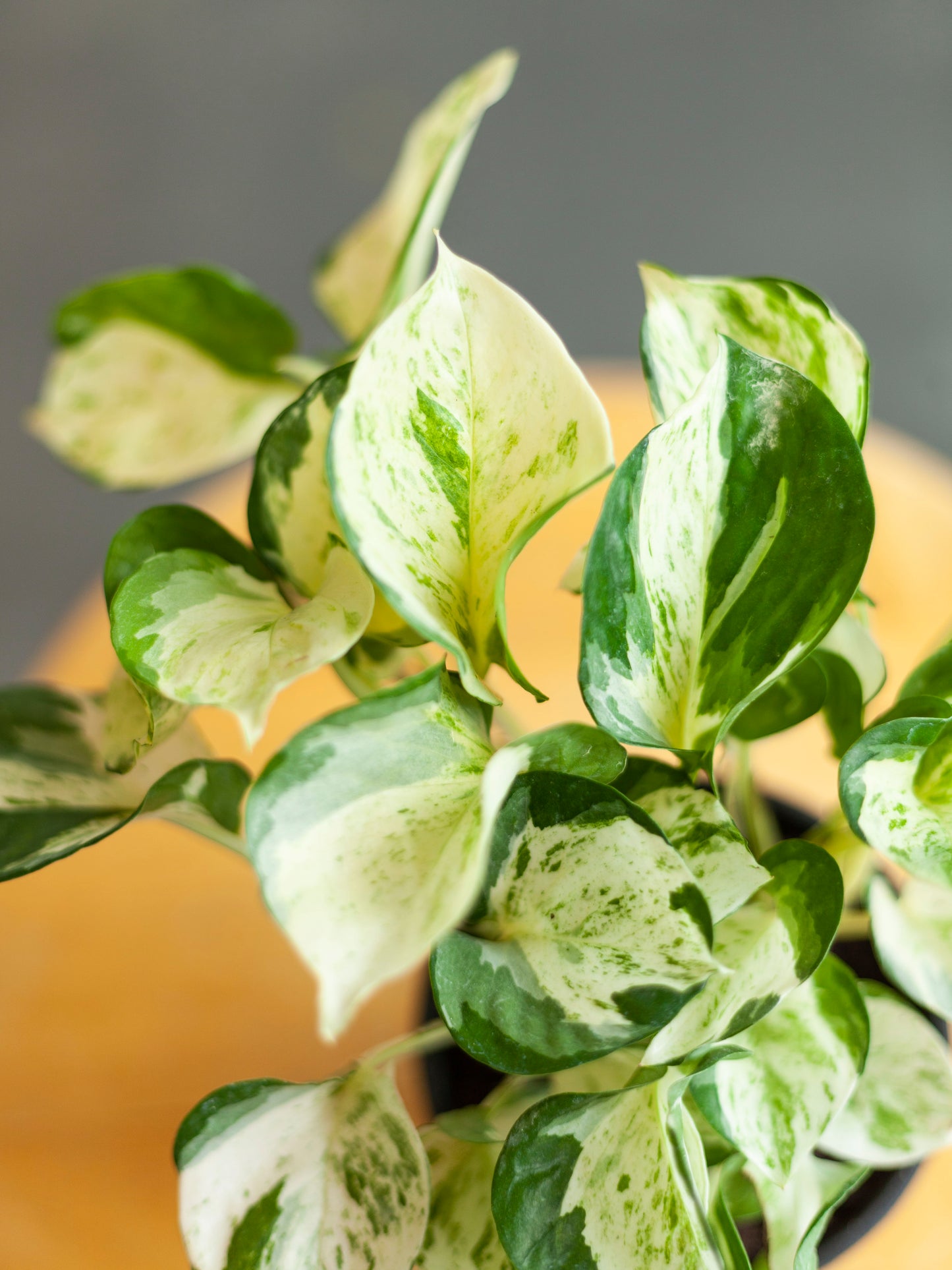 Pothos 'Manjula' 4"