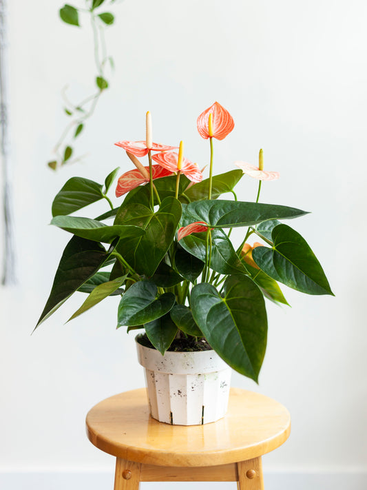 Anthurium 'Livium Dutch' (Assorted) 6"